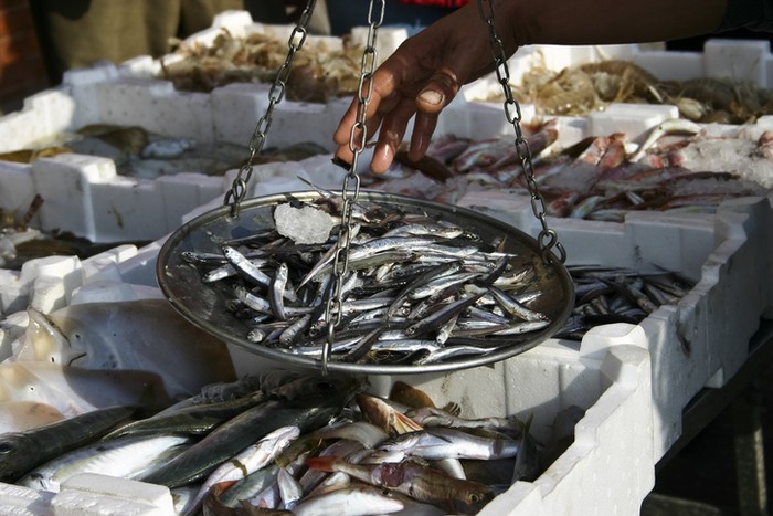 Fresh fish at the market