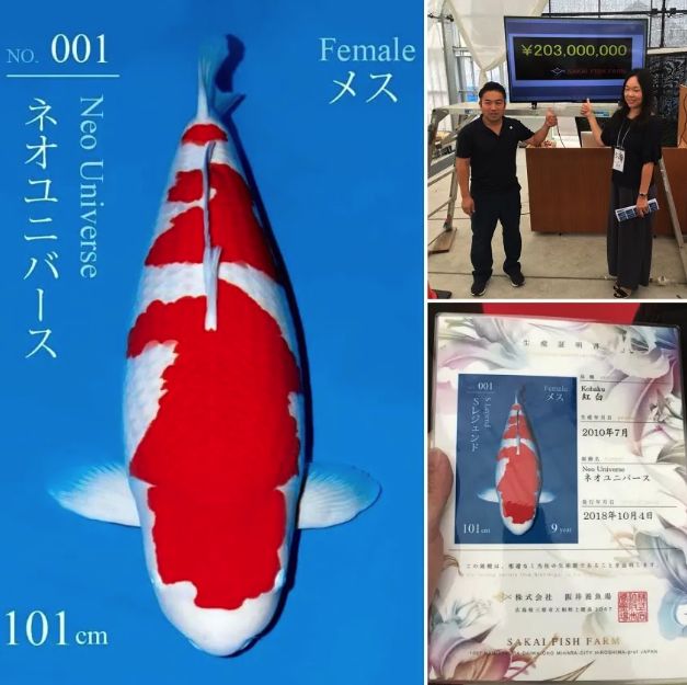 koi