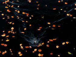 Jawara Kontes Foto Alam Liar yang Menyihir Mata