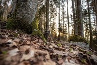 Nature Photographer of the Year 2022