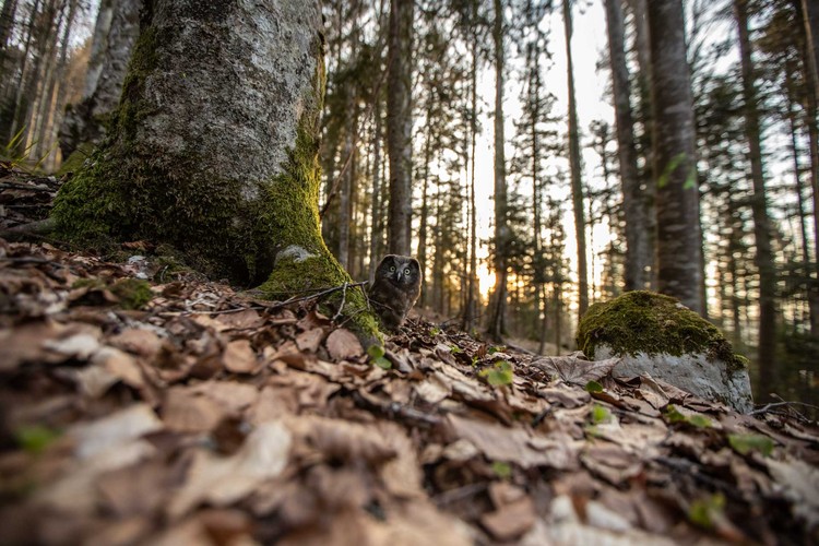 Nature Photographer of the Year 2022