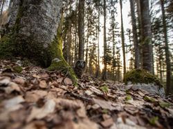 Jawara Kontes Foto Alam Liar yang Menyihir Mata
