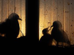 Jawara Kontes Foto Alam Liar yang Menyihir Mata