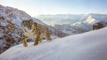 The World is Mine karya Sascha Fonseca dari Jerman/Uni Emirat Arab memenangkan kategori Mammals. Foto: Sascha Fonseca/Nature Photographer of the Year