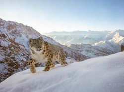 Jawara Kontes Foto Alam Liar yang Menyihir Mata