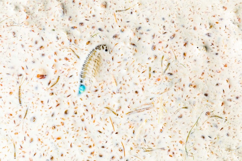 Nature Photographer of the Year 2022