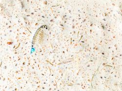 Jawara Kontes Foto Alam Liar yang Menyihir Mata