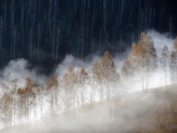 Jawara Kontes Foto Alam Liar yang Menyihir Mata