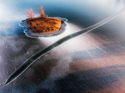 Jawara Kontes Foto Alam Liar yang Menyihir Mata