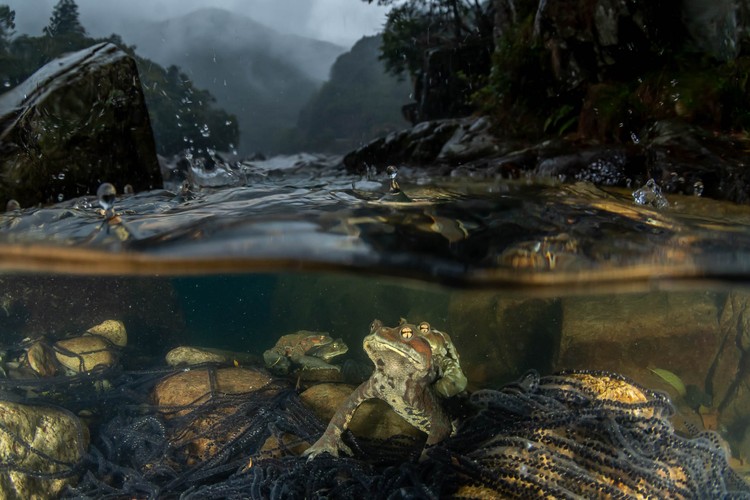 Nature Photographer of the Year 2022