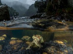 Jawara Kontes Foto Alam Liar yang Menyihir Mata