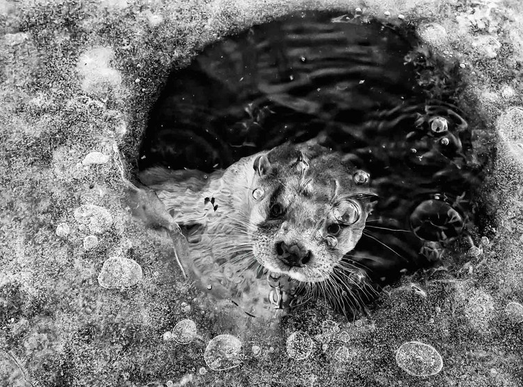 Nature Photographer of the Year 2022 Nature Photographer of the Year 2022