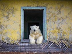 Jawara Kontes Foto Alam Liar yang Menyihir Mata