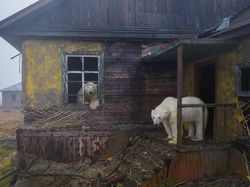 Jawara Kontes Foto Alam Liar yang Menyihir Mata