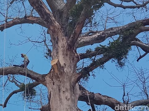 Pohon Randu Alas raksasa di Klaten yang mati dan mengering akhirnya ditebang, Minggu (18/12/2022).