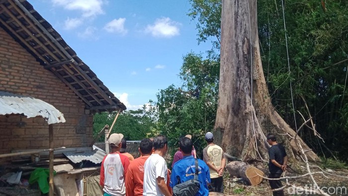 Proses pemangkasan dahan pohon randu alas raksasa di Desa Segaran, Kecamatan Delanggu, Klaten, Minggu (18/12/2022).