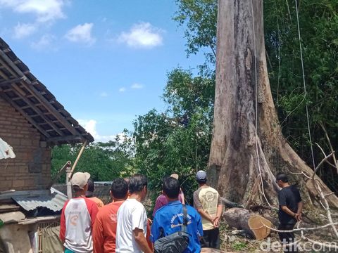 Proses pemangkasan dahan pohon randu alas raksasa di Desa Segaran, Kecamatan Delanggu, Klaten, Minggu (18/12/2022).