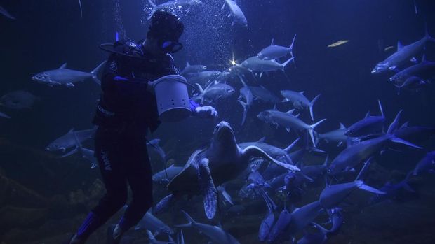 Pengunjung melihat biota laut di Aquarium Indonesia Pangandaran, Kabupaten Pangandaran, Jawa Barat, Sabtu (18/12/2022). Kementerian Kelautan dan Perikanan (KKP) mendirikan aquarium dan museum ibu rempah masa kejayaan Nusantara bertujuan untuk wisata edukasi tentang biota laut. ANTARA FOTO/Adeng Bustomi/hp.