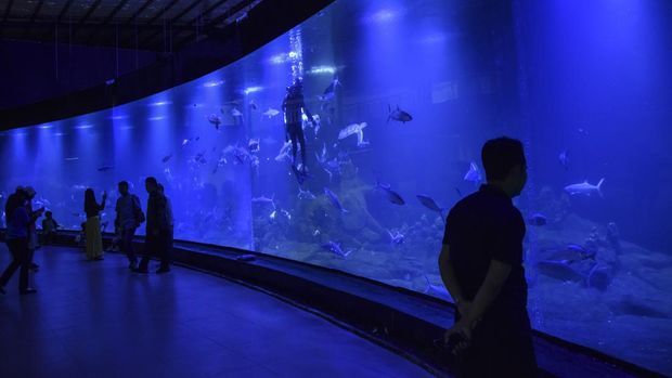 Pengunjung melihat biota laut di Aquarium Indonesia Pangandaran, Kabupaten Pangandaran, Jawa Barat, Sabtu (18/12/2022). Kementerian Kelautan dan Perikanan (KKP) mendirikan aquarium dan museum ibu rempah masa kejayaan Nusantara bertujuan untuk wisata edukasi tentang biota laut. ANTARA FOTO/Adeng Bustomi/hp.