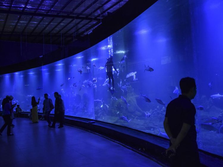Wisata Edukasi Biota Laut di Akuarium Indonesia Pangandaran