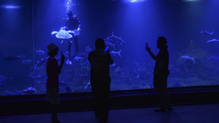 Wisata Edukasi Biota Laut di Akuarium Indonesia Pangandaran Pengunjung melihat biota laut di Aquarium Indonesia Pangandaran, Kabupaten Pangandaran, Jawa Barat, Sabtu (18/12/2022). Kementerian Kelautan dan Perikanan (KKP) mendirikan aquarium dan museum ibu rempah masa kejayaan Nusantara bertujuan untuk wisata edukasi tentang biota laut. ANTARA FOTO/Adeng Bustomi/hp.