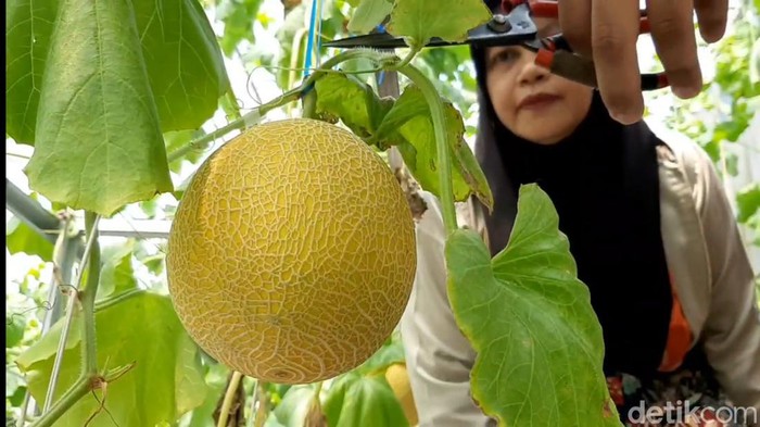 Wisata petik buah melon di Tasikmalaya.