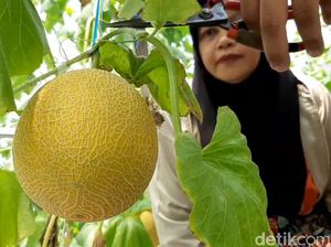 Sensasi Wisata Petik Buah Melon di Pusat Kota Tasikmalaya
