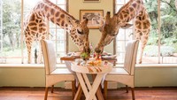 Kenya bisa jadi destinasi liburan yang seru, karena di sana ada restoran dan penginapan Giraffe Manor yang memudahkan pengunjung untuk makan bersama jerapah. Foto: Site/Pool