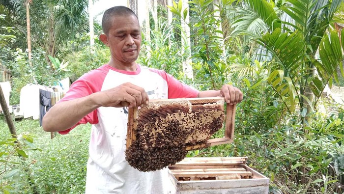 Asan Zah, terapis sengatan lebah di Asahan. (Foto: Istimewa)