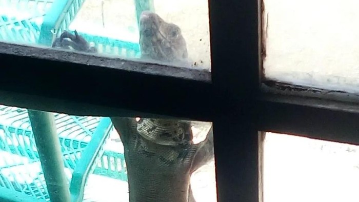 Biawak masuk ke rumah warga di Ciracas, Jakarta Timur (Jaktim).