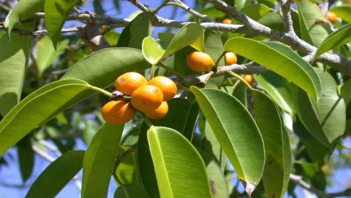 Buah badung.