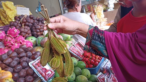 Buah salju yang sempat viral di media sosial mudah dijumpai di kawasan Bedugul, Bali. Saat di ujung lidah, daging biji tersebut memberi sensasi yang dingin.