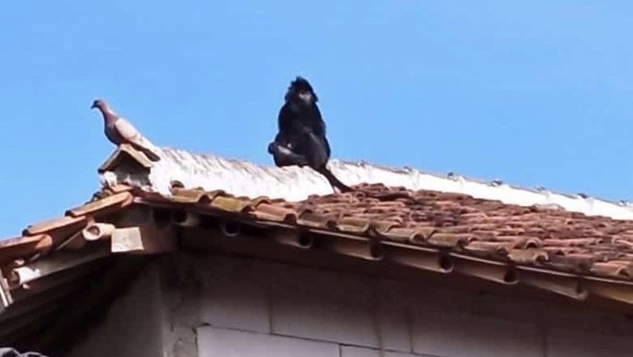 Lutung di pemukiman warga di Sukabumi.