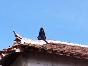 Heboh Lutung Jalan-jalan di Atap Rumah Warga Sukabumi