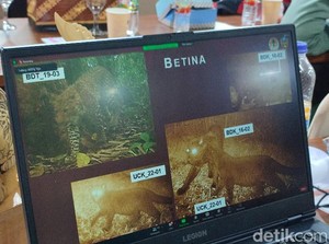 BBKSDA Temukan 5 Kucing Besar Penghuni Gunung Sawal
