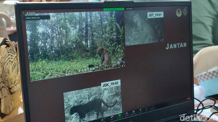 Populasi Macan di SM Gunung Sawal Ciamis Terpantau Ada 5 Ekor