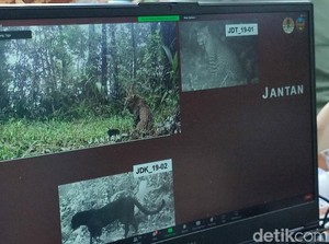 5 Macan Tutul Terpantau di Gunung Sawal Ciamis, Ini Penampakannya