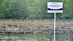 Program Hutan Mangrove Jadi Langkah Pertamina Tekan Emisi Karbon