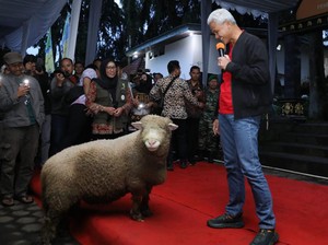 Peternak-Perguruan Tinggi Kolaborasi Kembangkan Domba Batur di Dieng