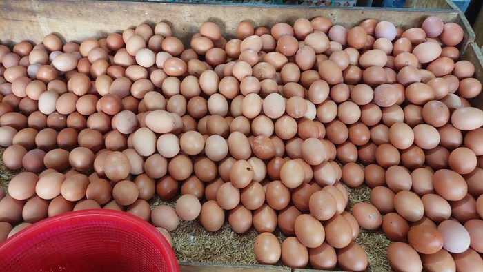 Telur Ayam Telur Ayam