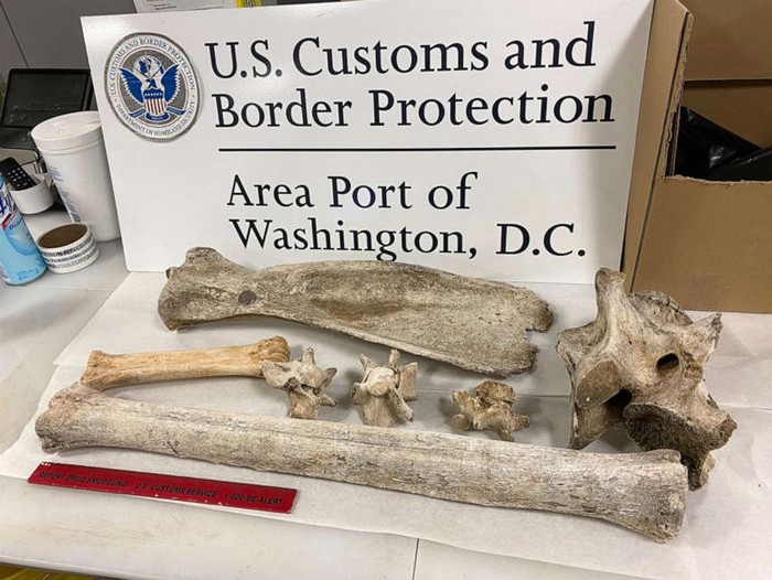 Tulang yang ditemukan di Bandara Washington