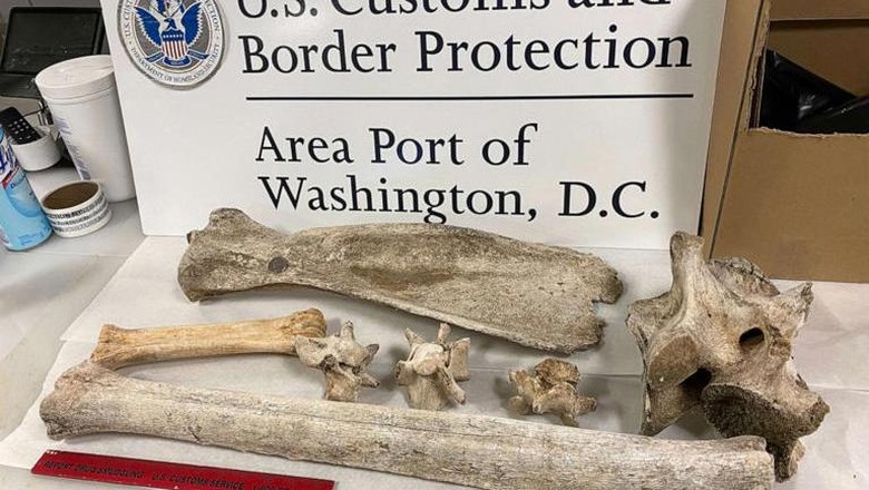 Tulang yang ditemukan di Bandara Washington Tulang yang ditemukan di Bandara Washington