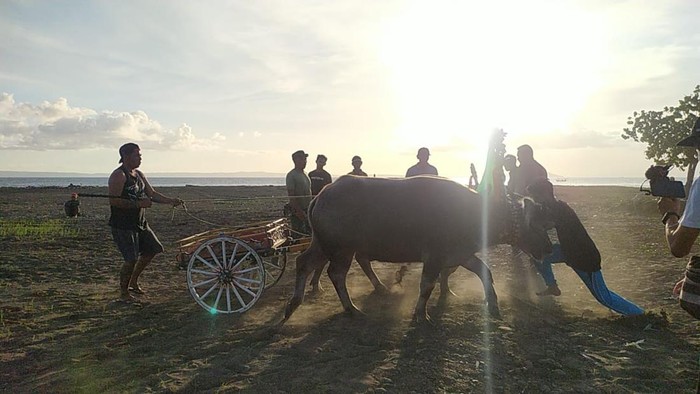 Uji coba makepung di Sirkuit All In One Jembrana, Desa Pengambengan, Kecamatan Negara, Kabupaten Jembrana, Bali, Minggu (18/12/2022).