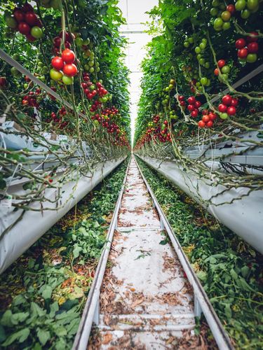 Vertical Garden - Sistem hidroponik.