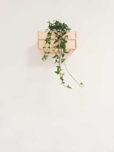 Vertical Garden - Sistem DIY.