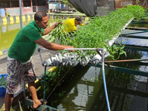 Warga binaan pemasyarakatan saat panen sayur di lahan beranggang di areal open camp Rutan Kelas IIB Negara, Senin (19/12/2022)