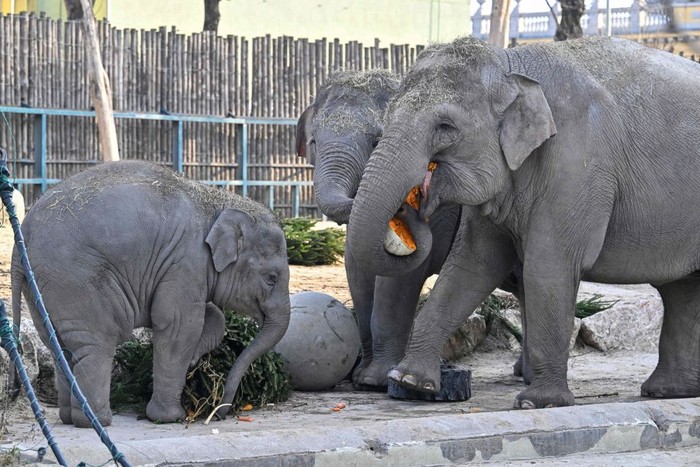 1245727213 One-and-half-year-old Asian male baby elephant Samu and its mother 21 year-old elephant Angele inspect a Christmas tree at the exterior enclosure of the elephants' house at the Budapest Zoo and Botanical Garden on December 19, 2022. - Zoo keepers decorated the Christmas trees with vegetables and fruits. (Photo by Attila KISBENEDEK / AFP) (Photo by ATTILA KISBENEDEK/AFP via Getty Images)