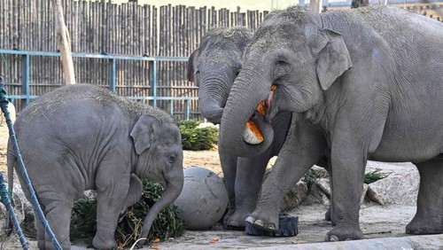 One-and-half-year-old Asian male baby elephant Samu and its mother 21 year-old elephant Angele inspect a Christmas tree at the exterior enclosure of the elephants house at the Budapest Zoo and Botanical Garden on December 19, 2022. - Zoo keepers decorated the Christmas trees with vegetables and fruits. (Photo by Attila KISBENEDEK / AFP) (Photo by ATTILA KISBENEDEK/AFP via Getty Images)
