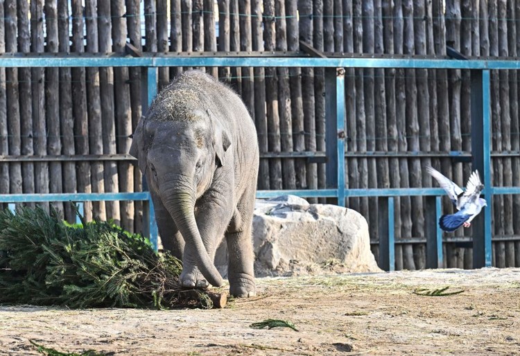 One-and-half-year-old Asian male baby elephant Samu and its mother 21 year-old elephant Angele inspect a Christmas tree at the exterior enclosure of the elephants house at the Budapest Zoo and Botanical Garden on December 19, 2022. - Zoo keepers decorated the Christmas trees with vegetables and fruits. (Photo by Attila KISBENEDEK / AFP) (Photo by ATTILA KISBENEDEK/AFP via Getty Images)