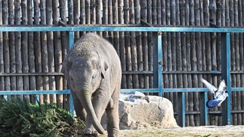 3. Gajah: Otak gajah dari seluruh hewan di daratan. Selain itu, bagian otak besarnya memiliki jumlah neuron sama dengan manusia. Kemampuan belajar hewan ini sangat baik, dapat mengenali diri sendiri di cermin. Di alam liar, mereka mampu menunjukkan rasa empati, iba, hingga keinginan membantu. Gajah diklaim sebagai satu-satunya mamalia darat bertubuh besar yang berkomunikasi menggunakan sinyal seismik dengan menghentakan kakinya ke tanah. Foto: AFP via Getty Images/ATTILA KISBENEDEK
